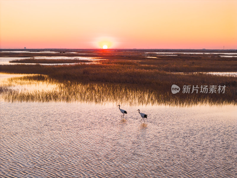 中国江河母亲河黄河生态湿地环境