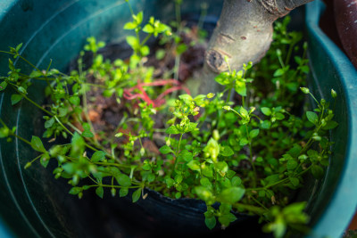 绿叶植物