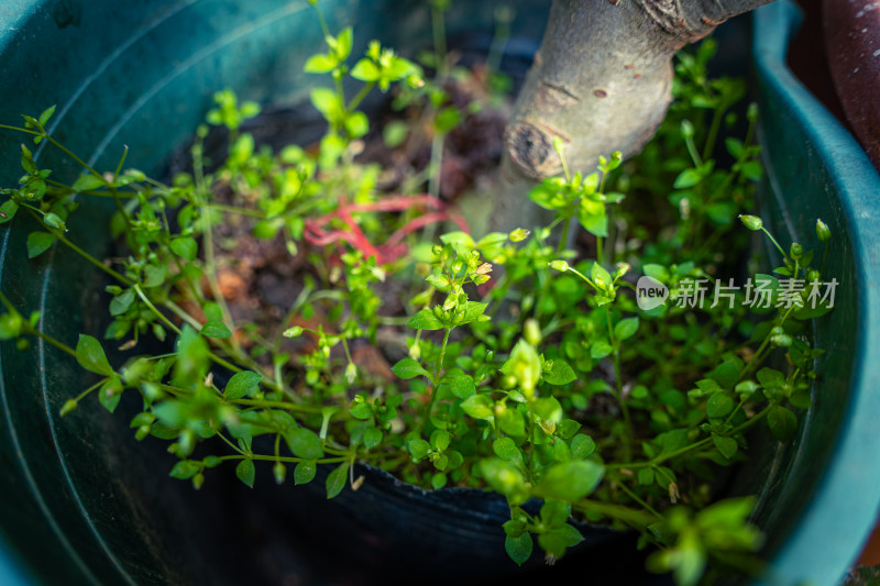 绿叶植物