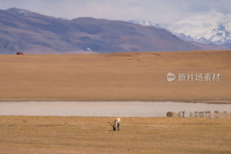 西藏阿里地区无人区荒漠戈壁上的精灵藏羚羊