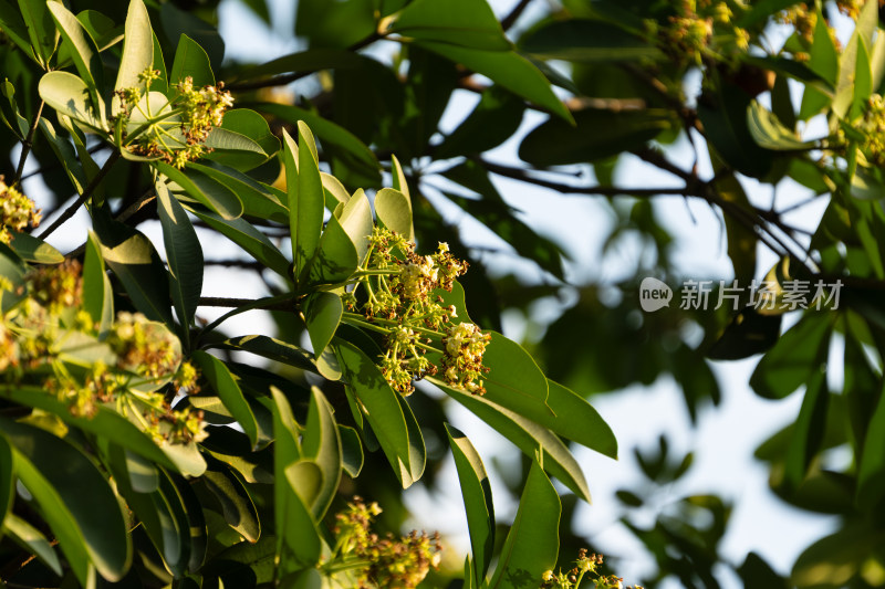 糖胶树枝叶繁茂的绿树及树上的白色小花