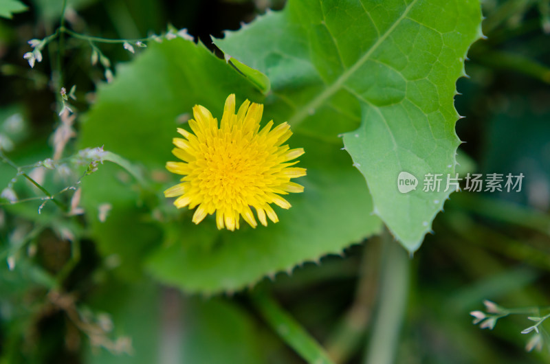 黄色蒲公英花特写