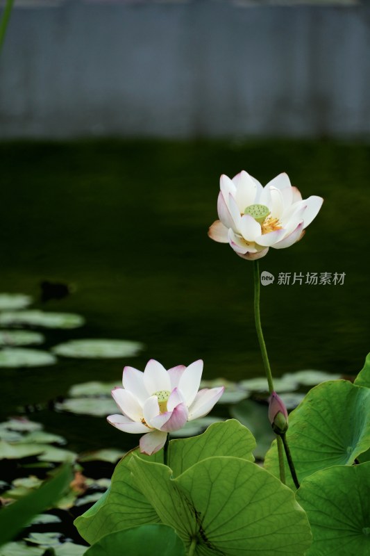 厦门睡莲特写