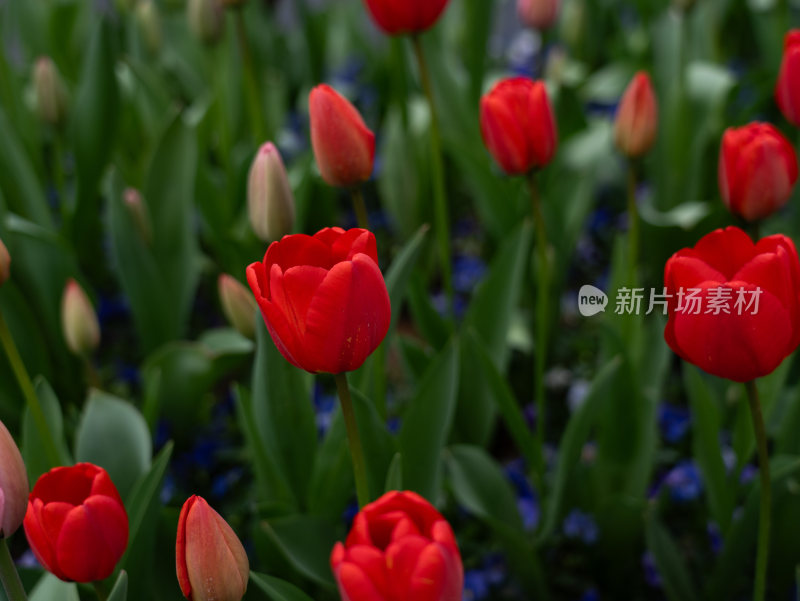 盛开的郁金香花