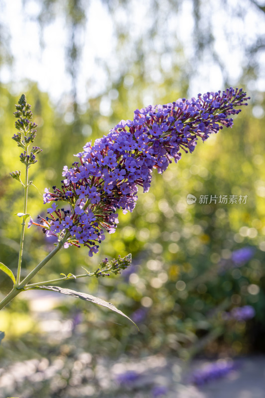 紫色醉鱼草鲜花特写