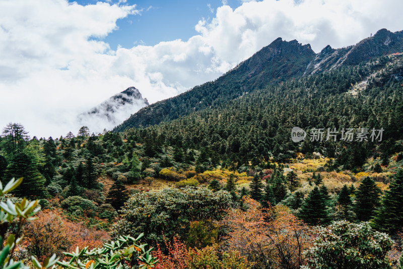 迪庆藏族自治州哈巴原始森林