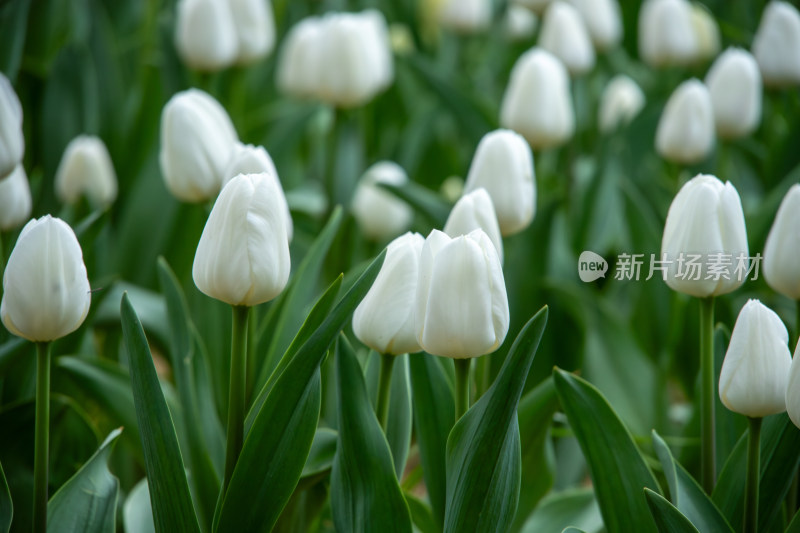 春天含苞待放的白色郁金香花海