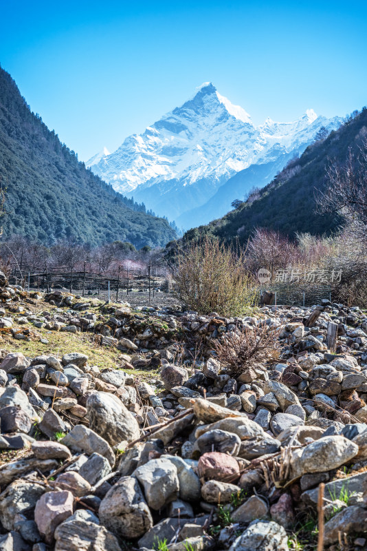 西藏林芝雪山和原始森林