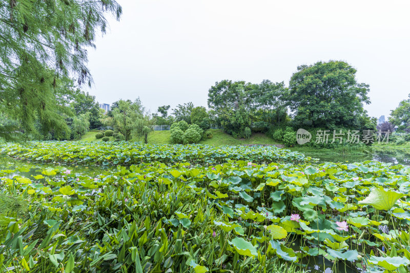 武汉汉阳月湖风景区风光