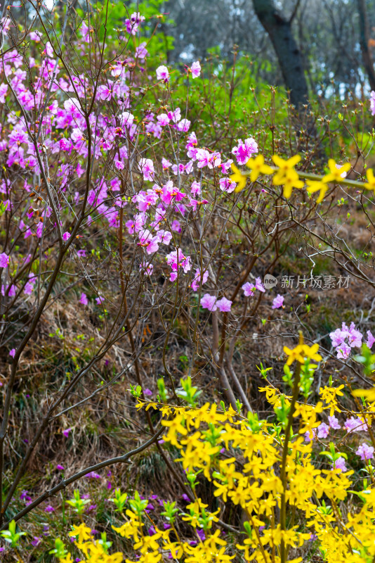 青岛大珠山杜鹃花风光