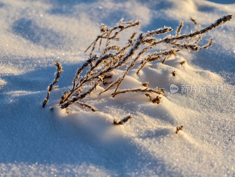 冬日雪景中的枯枝