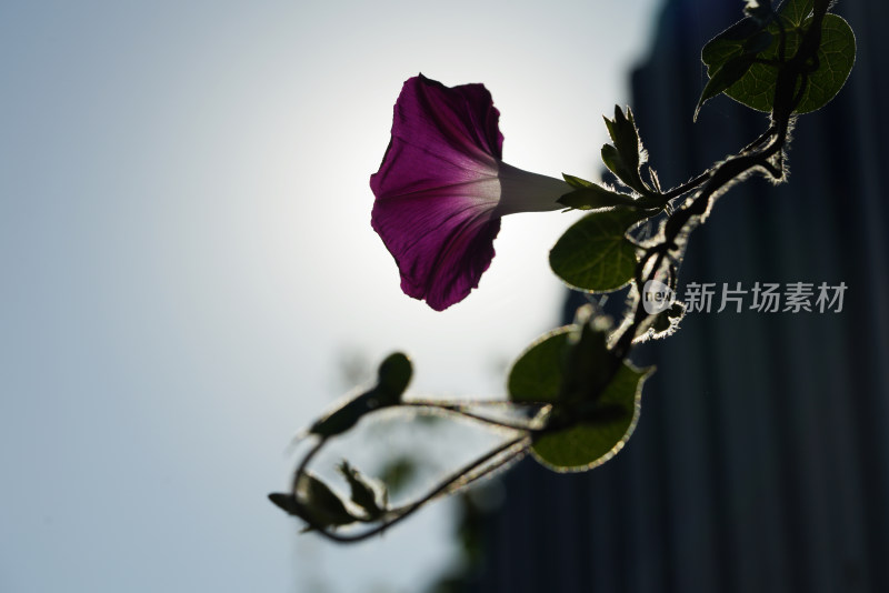 牵牛花特写全景合集