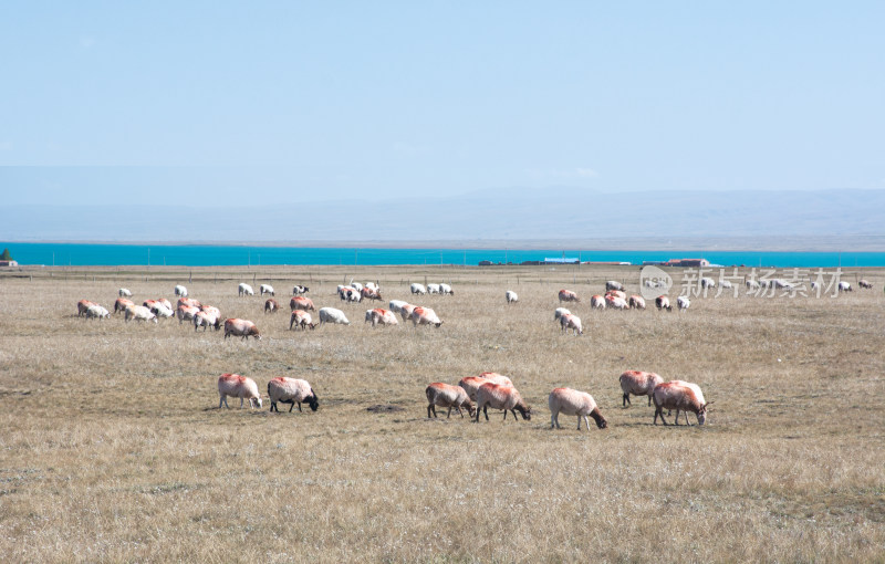 秋天晴朗的青海湖高原牧场羊群自然风光