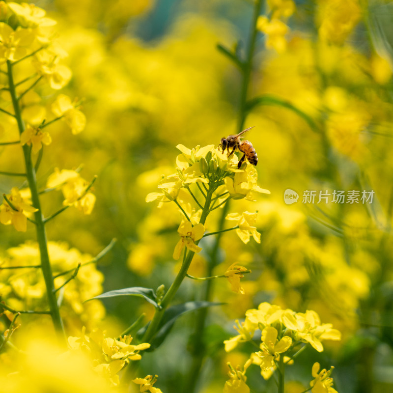 春天的油菜花和采蜜的蜜蜂