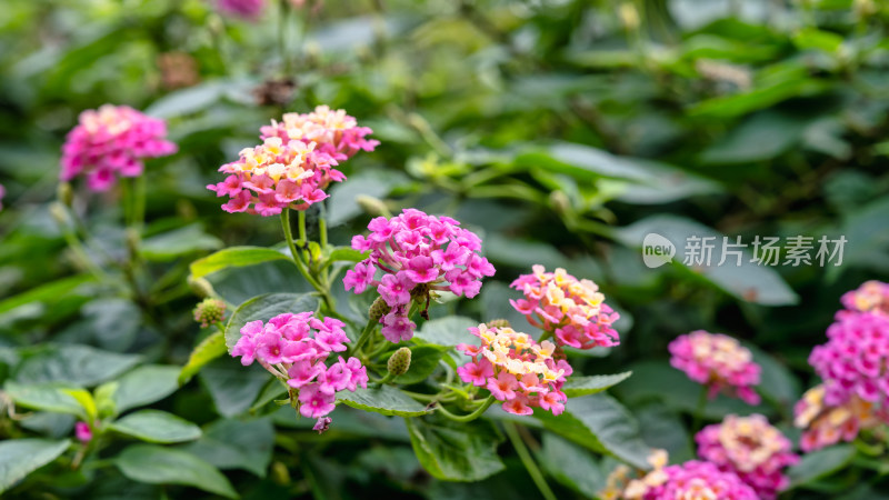 马缨丹开花特写