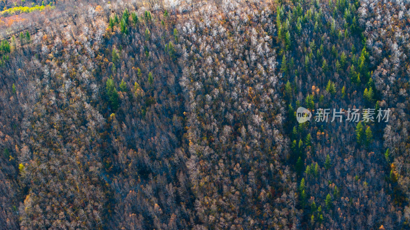 色彩斑斓的森林鸟瞰全景