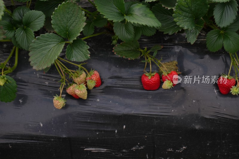 大棚里成熟的红色草莓特写