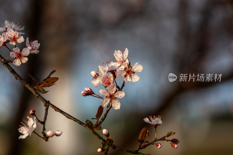 杭州钱塘江畔绽放的粉色李花特写