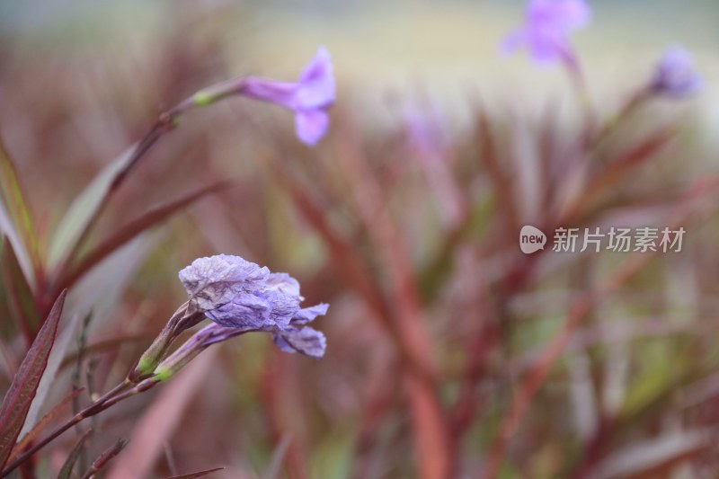 蓝花草 翠芦莉 紫花朵 小紫花 5820