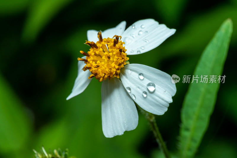 鬼针草花上的雨滴