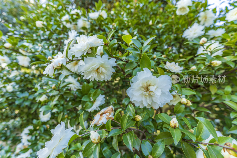 浙江杭州植物园自然风光