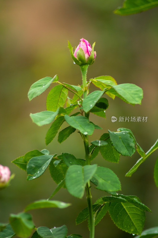 北景虚化拍月季花