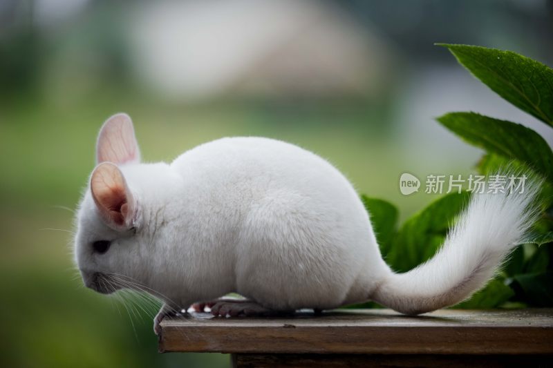 白色龙猫特写
