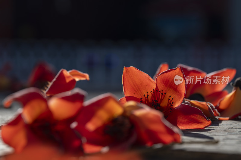 春天南粤盛开的木棉花