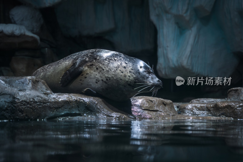 海豹斑海豹在岸边休息
