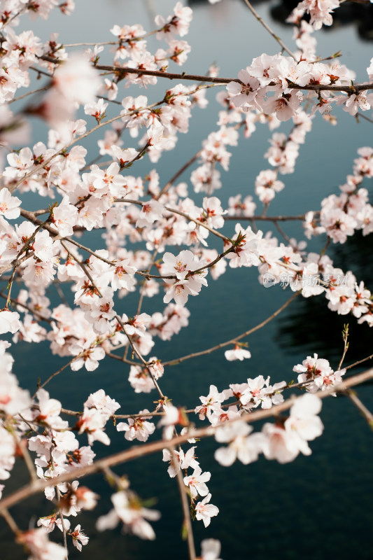 圆明园春天桃花桃树