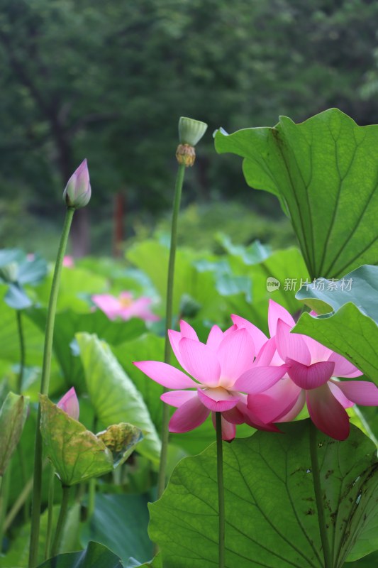 夏日荷花