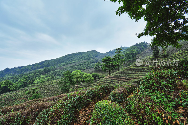 夏天的茶园