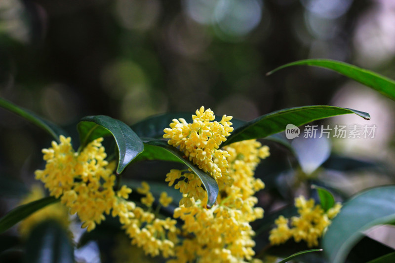 成都秋天桂花盛开的树枝背景素材