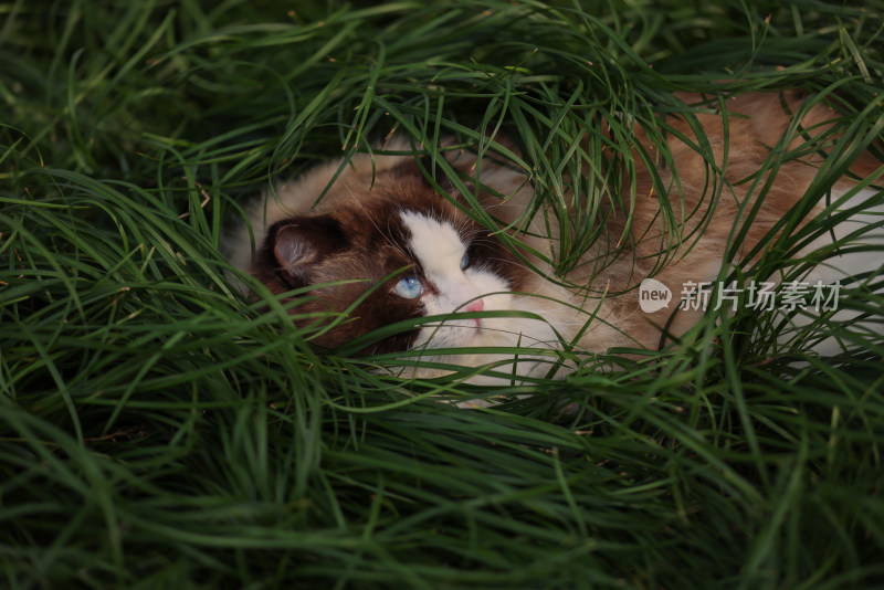 一只在草地上的布偶猫 海豹双色雄性种猫