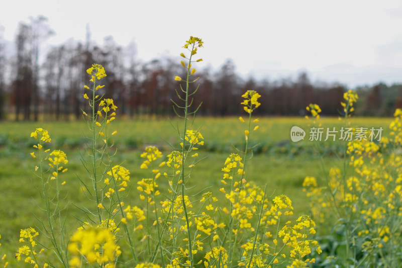 珠海斗门新村油菜花田