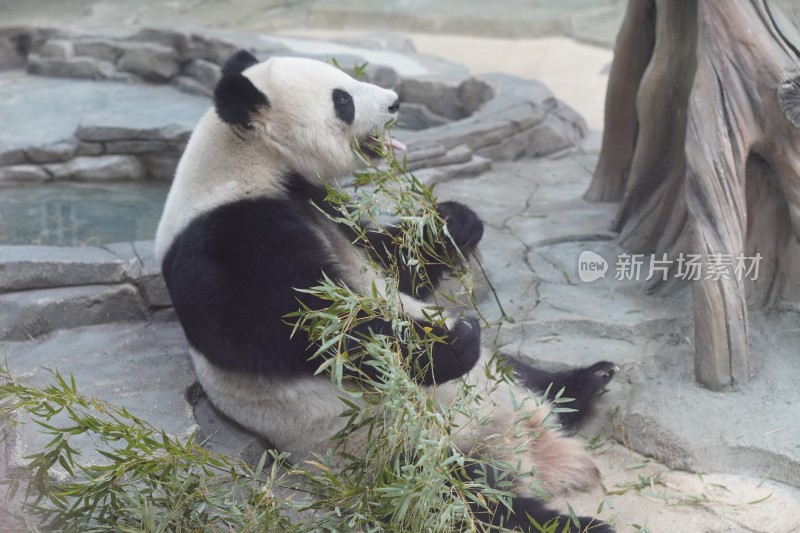 大熊猫坐着吃竹子场景