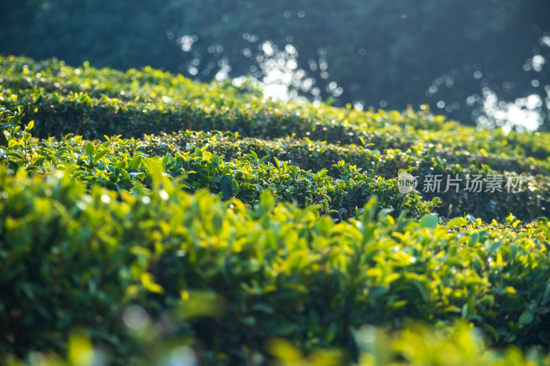 惠州柏塘绿茶茶园清晨时分茶树上的新鲜嫩芽