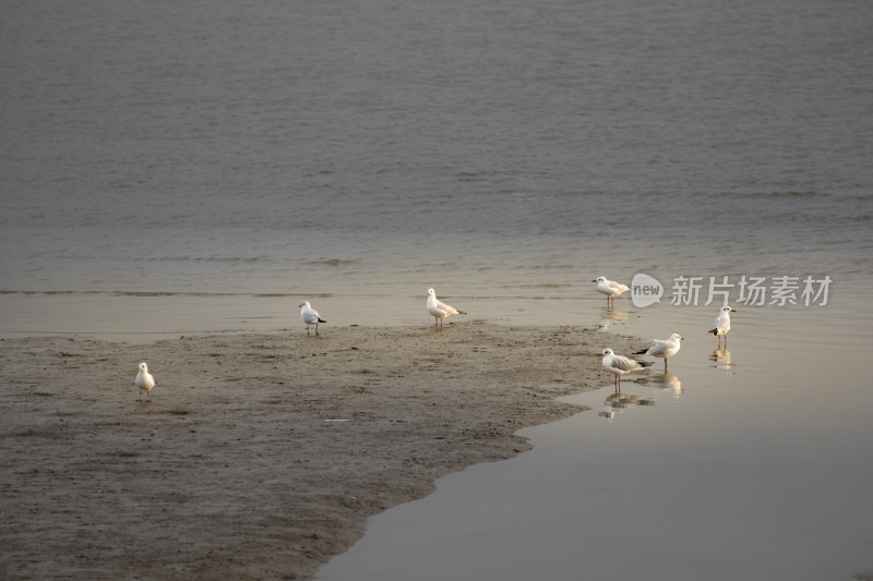 深圳湾候鸟群