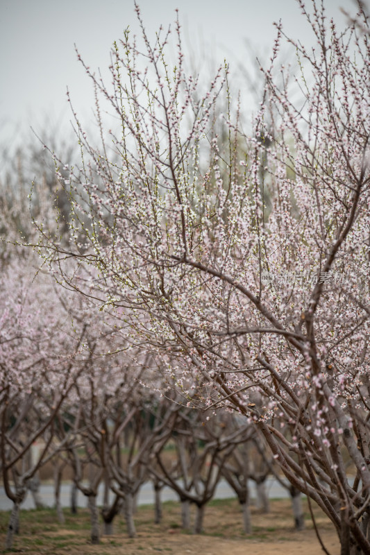 桃树桃花桃树林