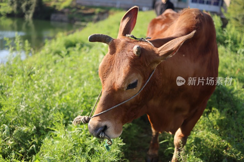 草地上的牛