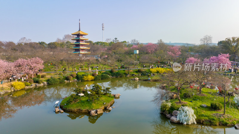 武汉东湖樱花园的早樱景色