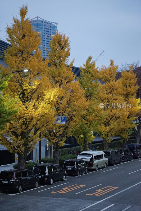 日本东京，秋天的街道，银杏树