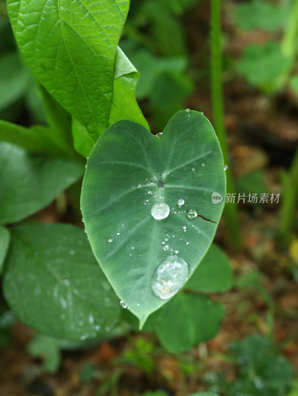 春天绿色的植物叶子树叶和水滴雨滴