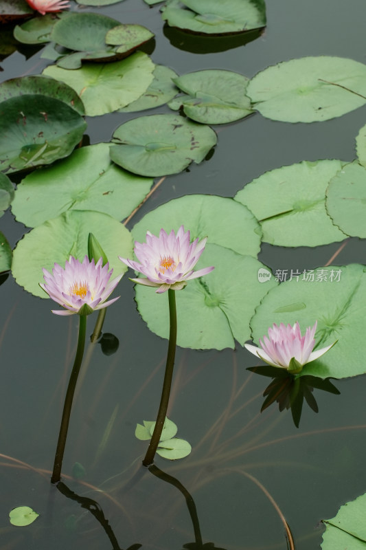 北京国家植物园睡莲