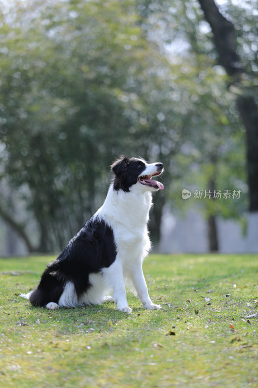 坐在公园里草地上的黑白边境牧羊犬