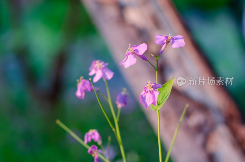 特写紫色小花二月兰自然景致