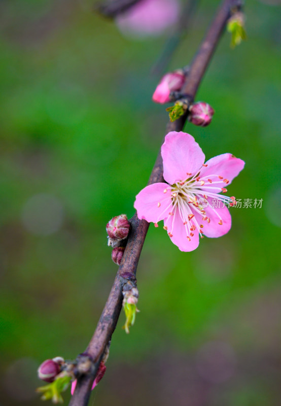 桃花樱花油菜花