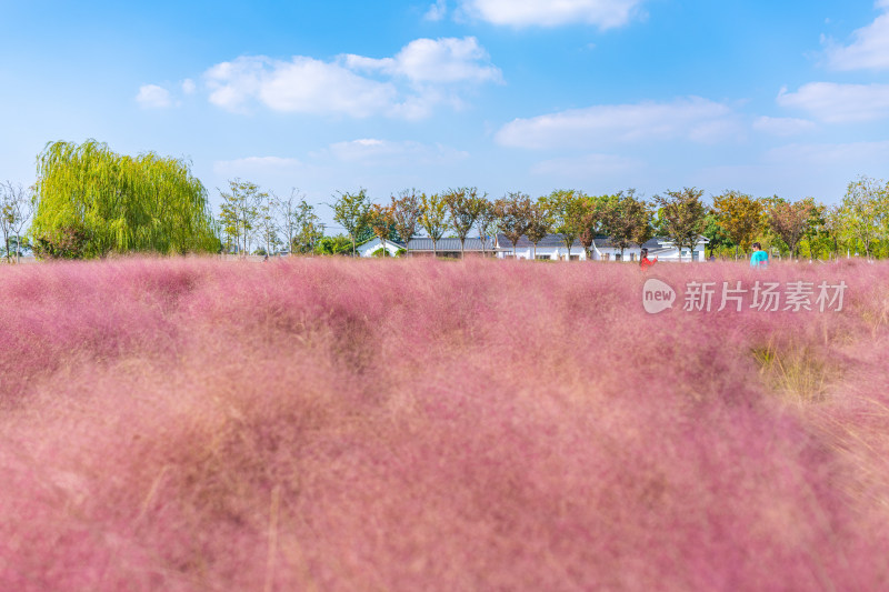 上海世纪公园秋色