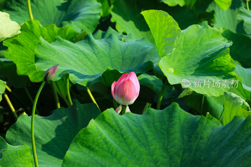 夏日成都温江区鲁家滩荷花盛开