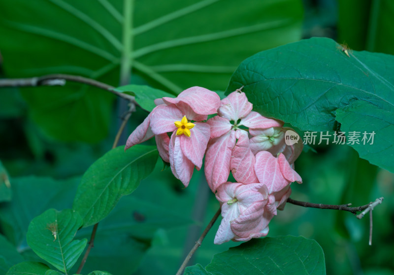 粉红色开花植物粉纸扇